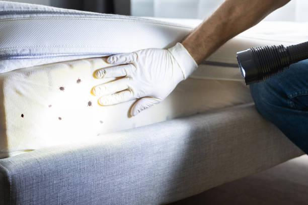 Best Emergency Pest Control  in Roeland Park, KS
